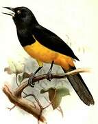 Montserrat Oriole