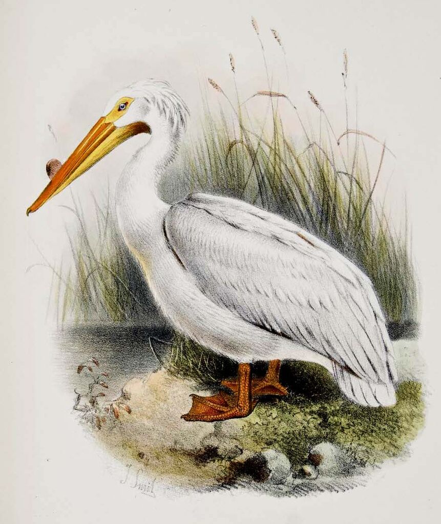 American White Pelican