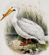 American White Pelican