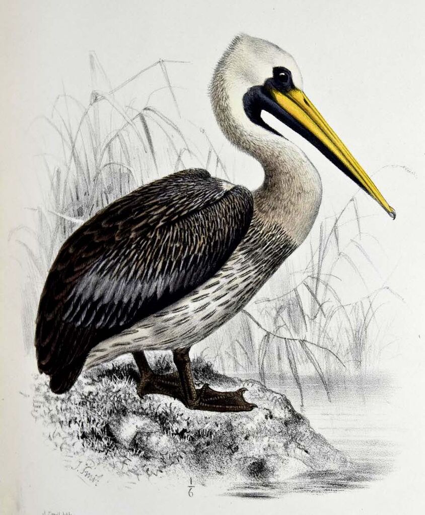 Peruvian Pelican
