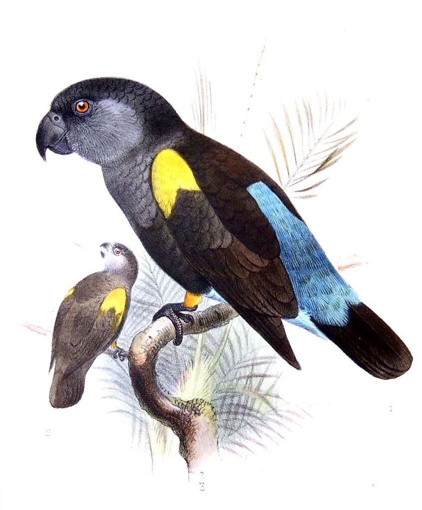 Rüppell's Parrot