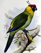 Horned Parakeet