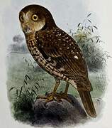 Bare-legged Owl