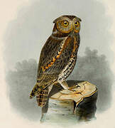 Flammulated Owl