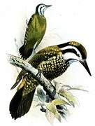 Yellow-crested Woodpecker