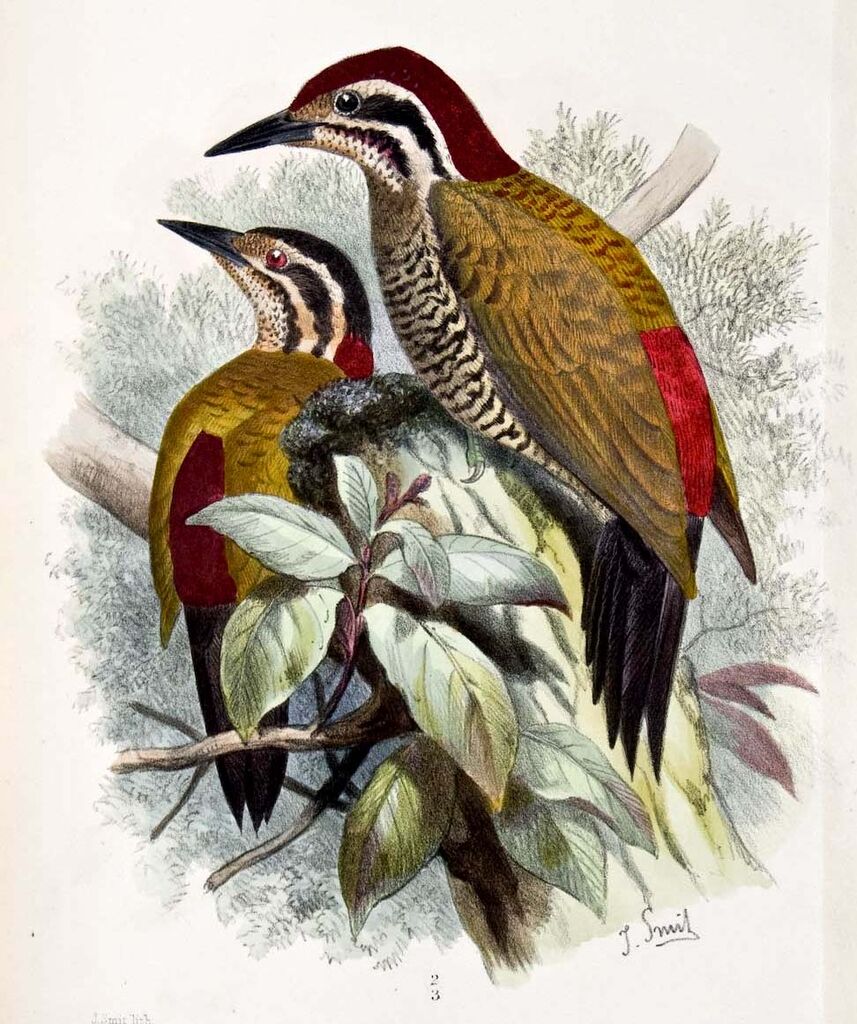 Common Flameback