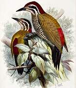 Common Flameback