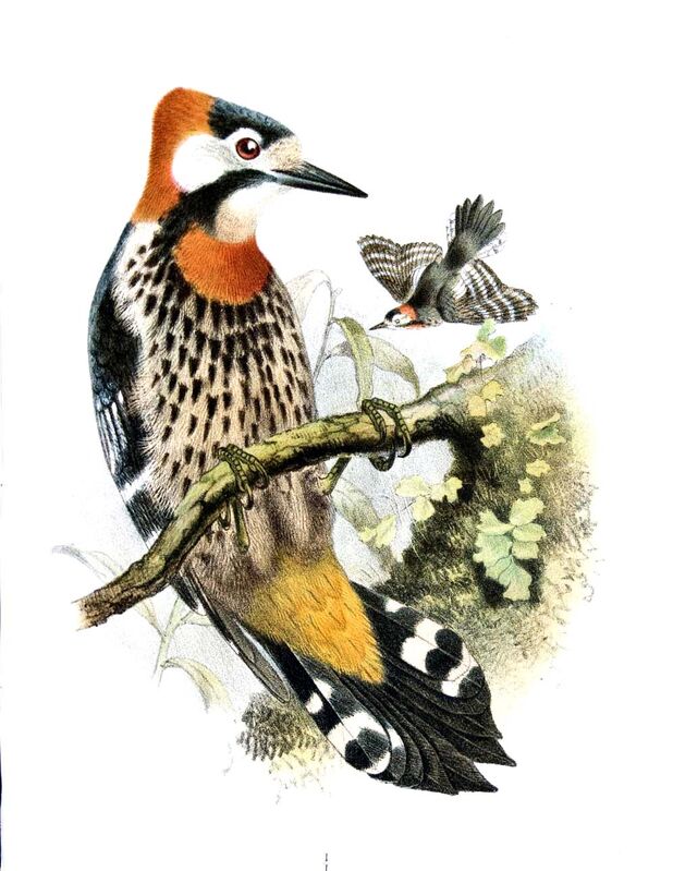Crimson-naped Woodpecker, identification