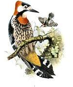 Crimson-naped Woodpecker