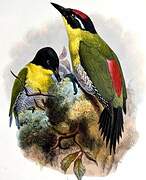 Black-headed Woodpecker
