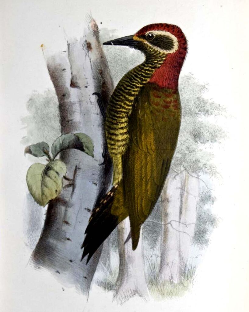 Yellow-vented Woodpecker