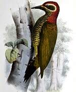 Yellow-vented Woodpecker