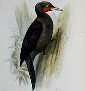 Sooty Woodpecker