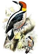 Beautiful Woodpecker