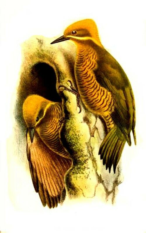 Golden-green Woodpecker, identification