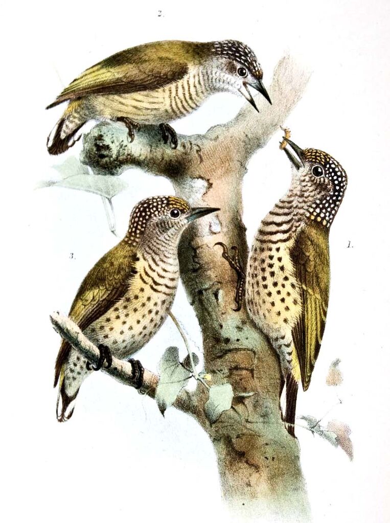 Bar-breasted Piculet