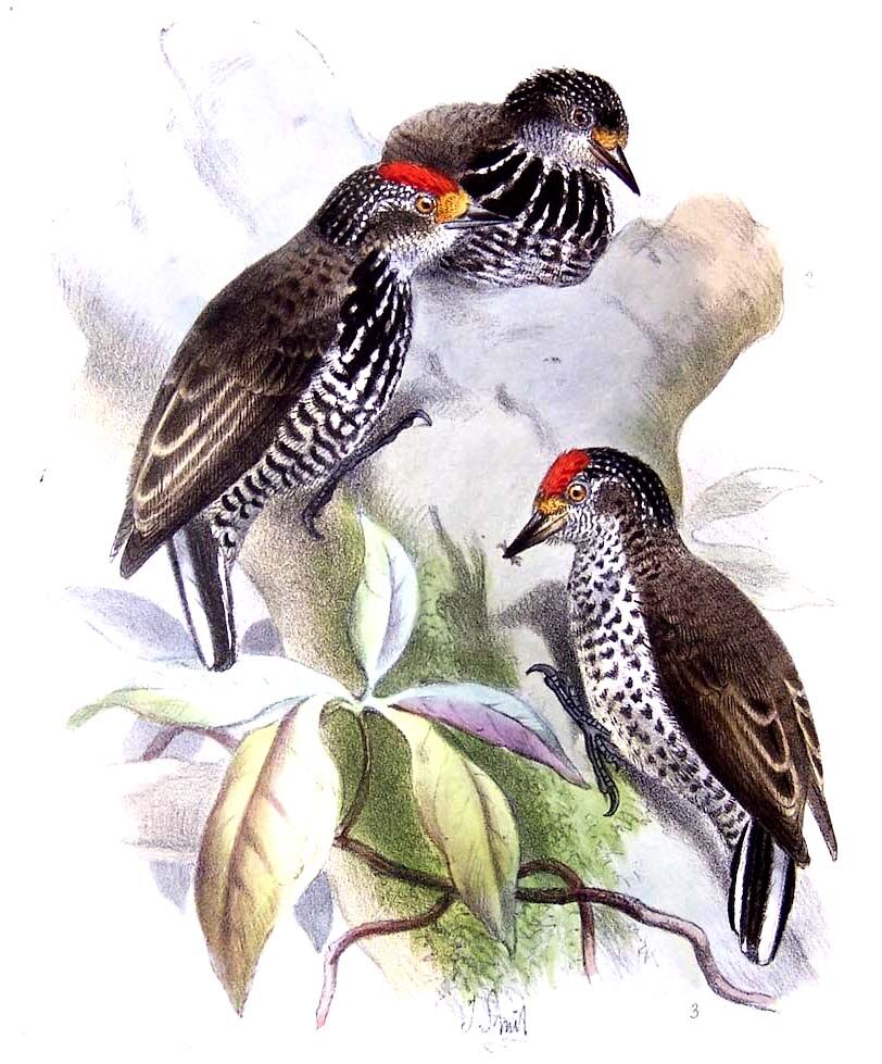 Speckle-chested Piculet, identification