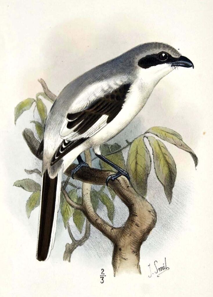 Iberian Grey Shrike