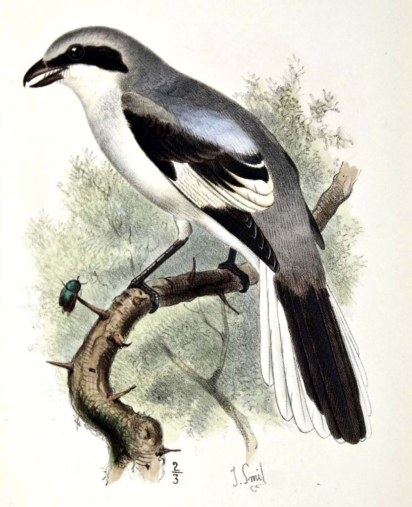 Iberian Grey Shrike