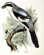 Iberian Grey Shrike