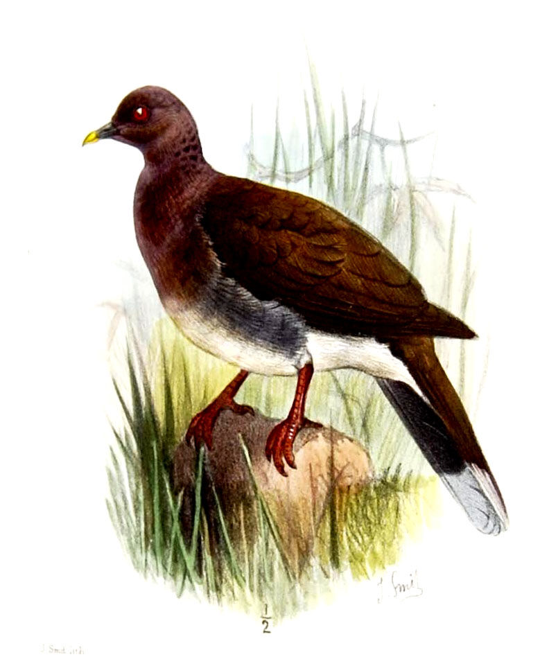 Malagasy Turtle Dove