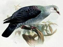 Andaman Wood Pigeon