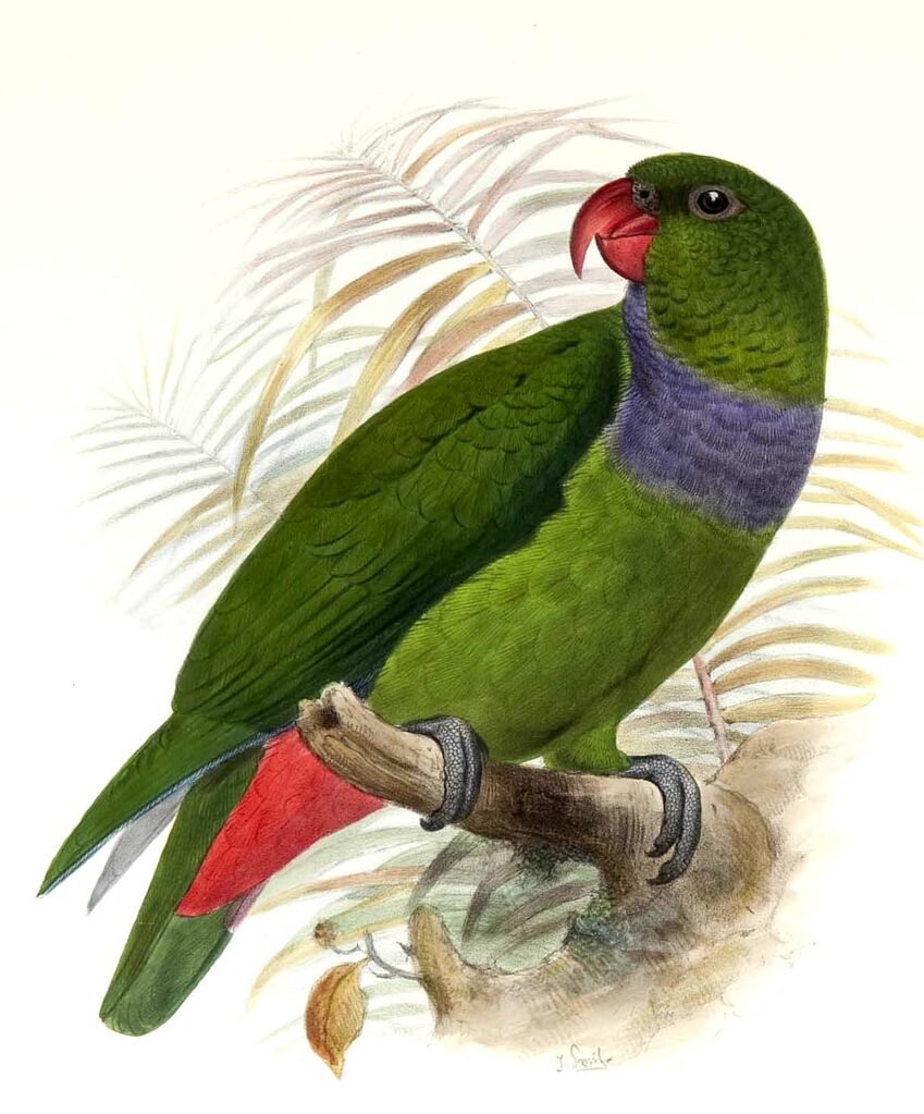 Red-billed Parrot