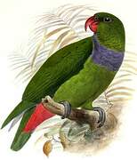 Red-billed Parrot