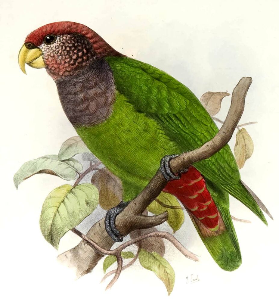 Plum-crowned Parrot