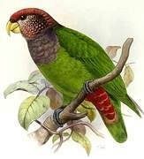 Plum-crowned Parrot