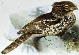 Sunda Frogmouth