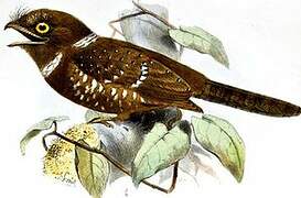 Sri Lanka Frogmouth