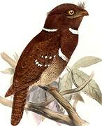 Philippine Frogmouth