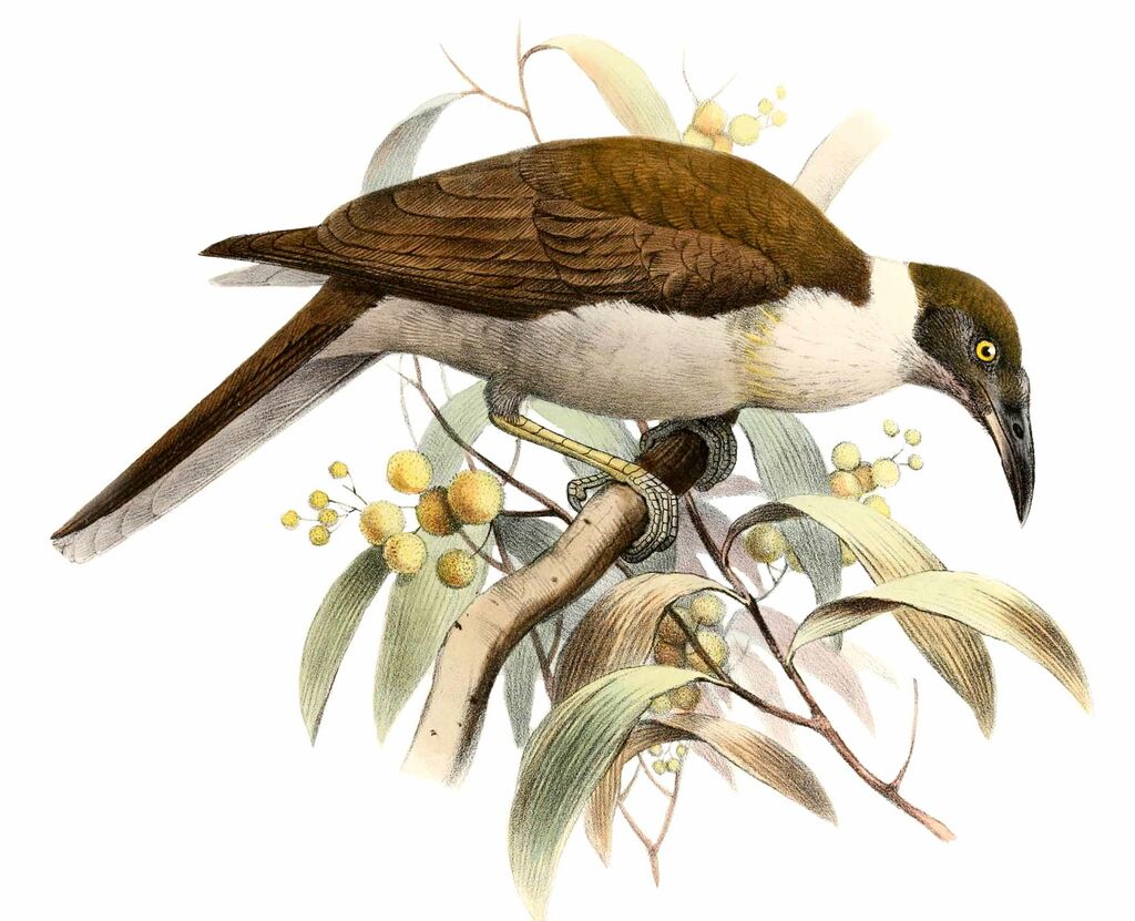 Manus Friarbird