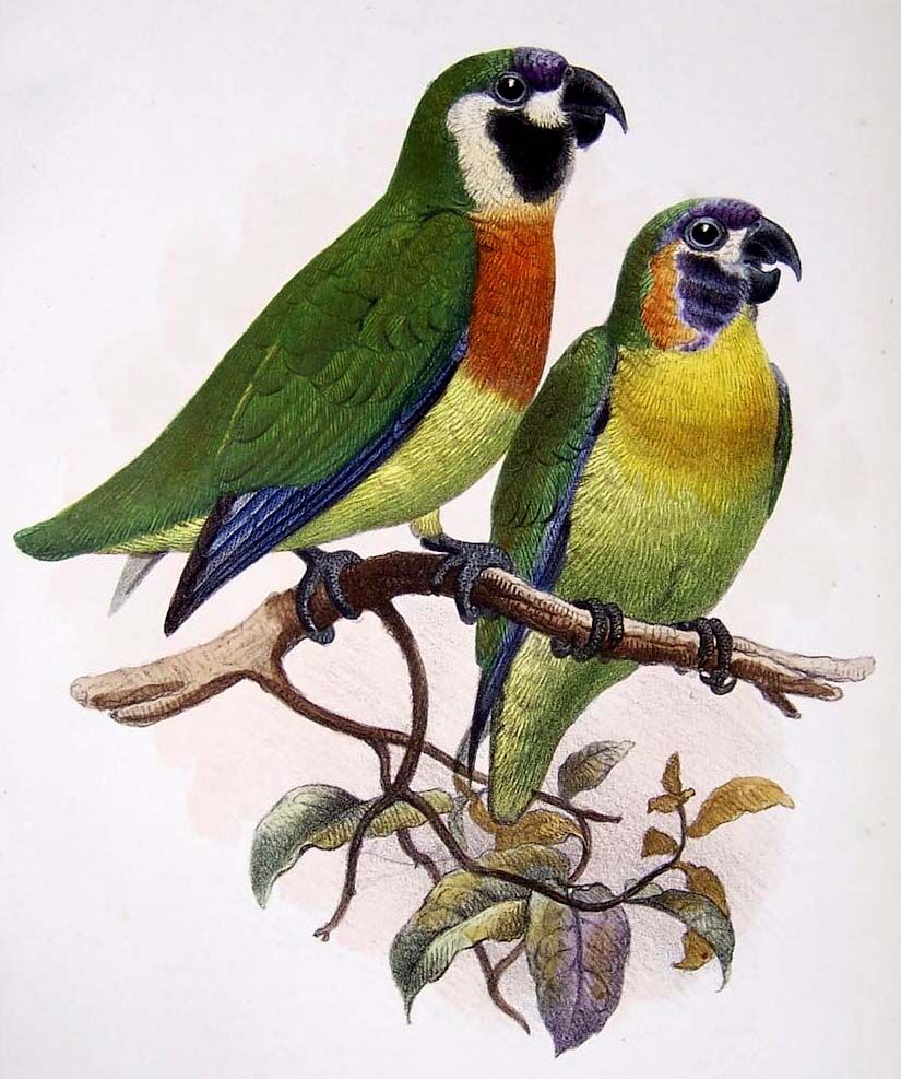 Orange-breasted Fig Parrot