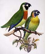 Blue-fronted Fig Parrot