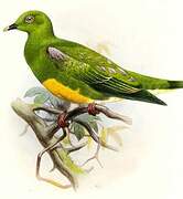 Orange-bellied Fruit Dove