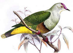 Crimson-crowned Fruit Dove