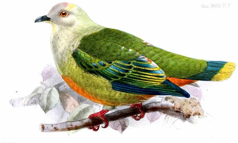 Silver-capped Fruit Dove