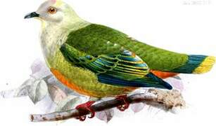 Silver-capped Fruit Dove