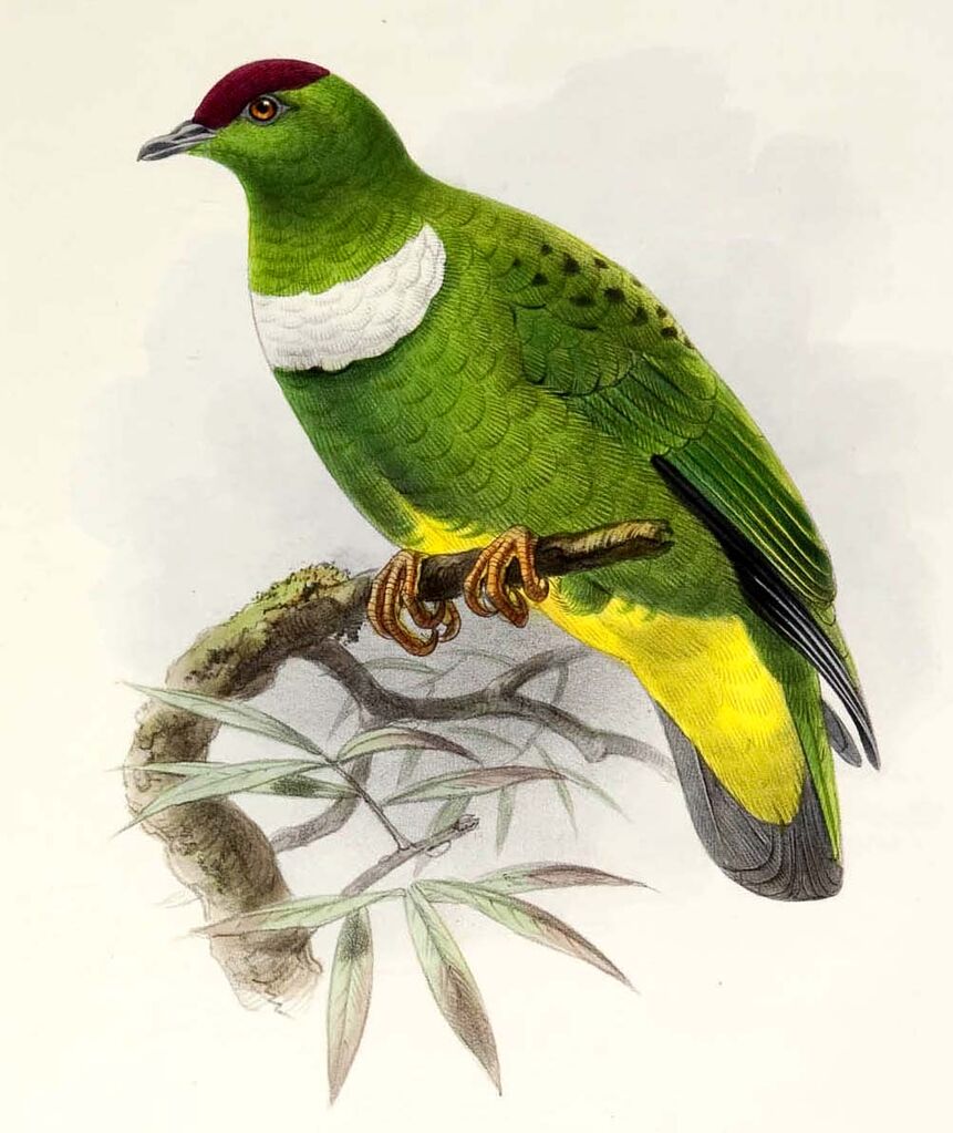 White-bibbed Fruit Dove