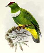 White-bibbed Fruit Dove