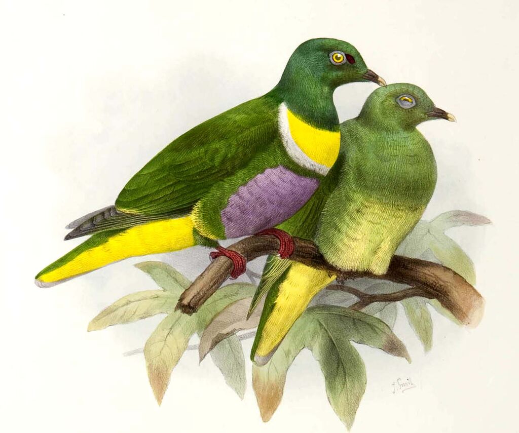 Yellow-bibbed Fruit Dove