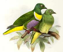 Yellow-bibbed Fruit Dove