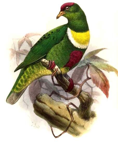 Beautiful Fruit Dove