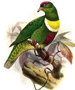 Beautiful Fruit Dove