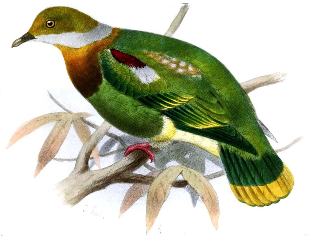 Ornate Fruit Dove