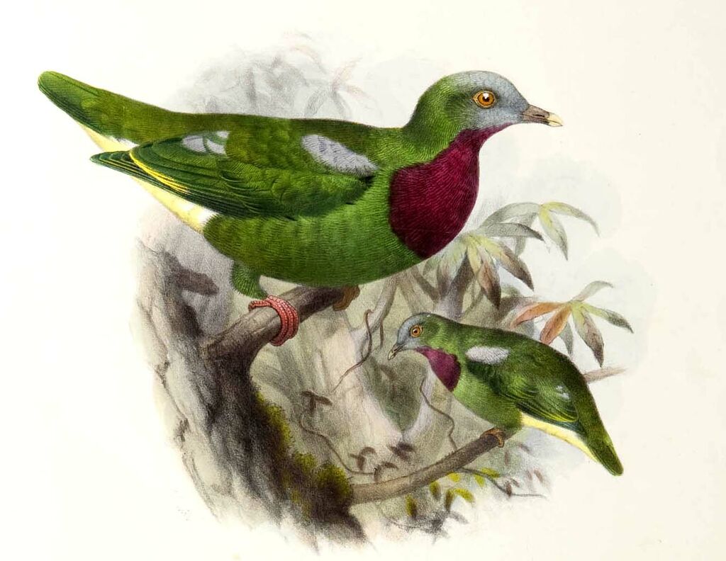 Claret-breasted Fruit Dove