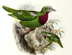 Claret-breasted Fruit Dove