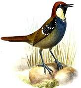 Spotted Jewel-babbler